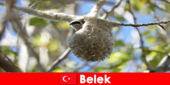 Οι τουρίστες της φύσης βιώνουν τον κόσμο των δέντρων και των πουλιών στο Belek Τουρκία