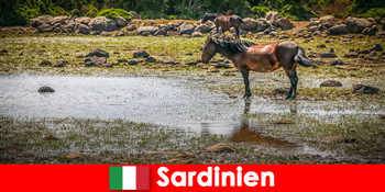 Ζήστε άγρια ζώα και φύση από κοντά ως ξένοι στις σαρδέλες της Ιταλίας