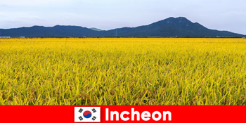 Incheon Νότια Κορέα διακοπές φύσης για τους λάτρεις μεταξύ χλωρίδας και πανίδας