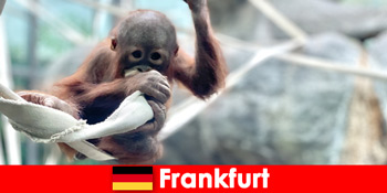 Φρανκφούρτη Οικογενειακή εκδρομή στο δεύτερο παλαιότερο ζωολογικό κήπο της Γερμανίας